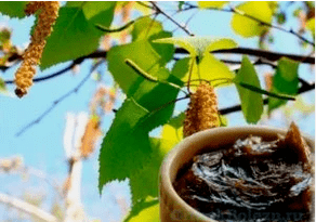 Birkenteer dal fungo